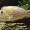 Rothauben-Erdfresser, Geophagus Steindachneri -Zoohandlung 10804 Rothauben Erdfresser Geophagus steindachneri