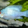 Schmetterlingsbuntbarsch Electric Blue XL, Mikrogeophagus Ramirezi -Zoohandlung 15007 Schmetterlingsbuntbarsch Electric Blue Mikrogeoph