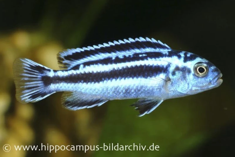 Blauer Johanni, Melanochromis Maingano, DNZ 3 Blauer Johanni, Melanochromis Maingano, DNZ