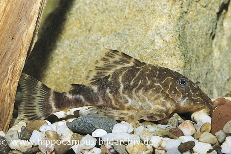 L-103, Zwergharnischwels, Peckoltia Pulcher 3 L-103, Zwergharnischwels, Peckoltia Pulcher