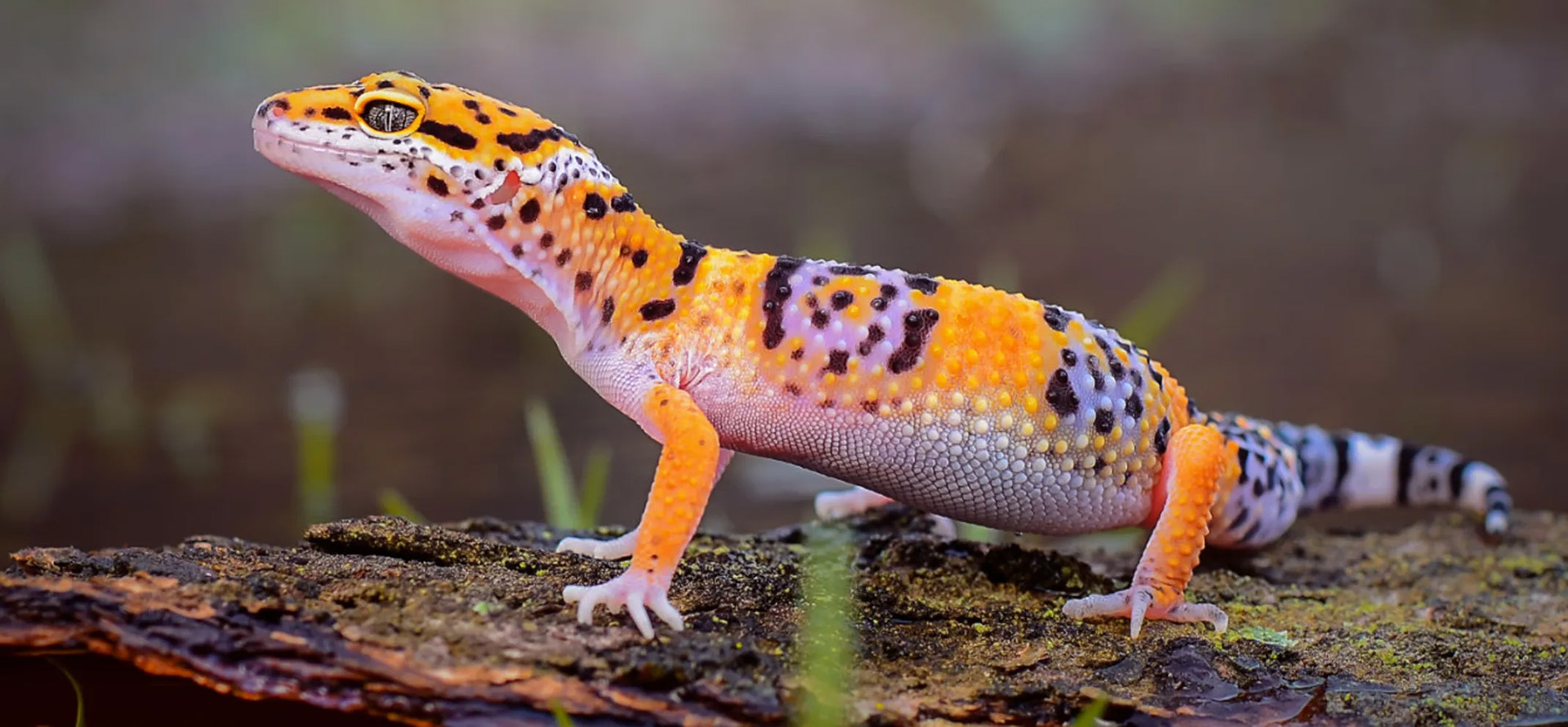 Zoohandlung -Zoohandlung 2