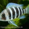 Tanganjika-Beulenkopf, Cyphotilapia Frontosa "Burundi", DNZ -Zoohandlung 20860 Tanganjika Beulenkopf Cyphotilapia frontosa