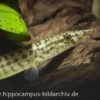 Indischer Zwergstachelaal, Macrognathus Pancalus 2 Indischer Zwergstachelaal, Macrognathus Pancalus -Zoohandlung 20894 Indischer Zwergstachelaal Macrognathus pancalus