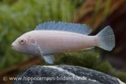 Snow White Cichlid, Pseudotropheus Socolofi WHITE