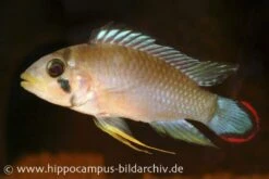 Panduros Zwergbuntbarsch, Apistogramma Panduro, Paarwweise 7 Panduros Zwergbuntbarsch, Apistogramma Panduro, Paarwweise -Zoohandlung 20924 Panduros Zwergbuntbarsch Apistogramma panduro
