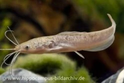 Froschwels, Clarias Batrachus Naturfarben, NZ
