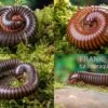 Bundle: 5 X Millipede-Mix, Spirostreptus Spec. (5 Tausendfüsser) 2 Bundle: 5 X Millipede-Mix, Spirostreptus Spec. (5 Tausendfüsser) -Zoohandlung 5 x Millipede Mix Spirostreptus spec 1