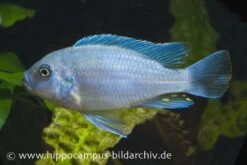Blau-Roter Zebra, Maylandia Estherae Blau-rot, DNZ