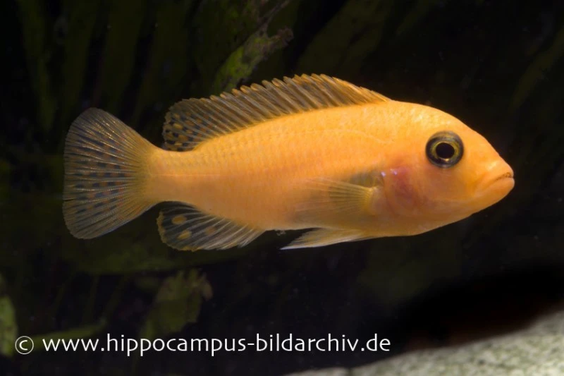 Roter Zebrabuntbarsch, Pseudotropheus Estherae "rot-rot", DNZ 5 Roter Zebrabuntbarsch, Pseudotropheus Estherae "rot-rot", DNZ – Bild 3