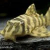 Imperial Tiger Pleco, Peckoltia Compta Imperial Tiger, L134 1 Imperial Tiger Pleco, Peckoltia Compta Imperial Tiger, L134 -Zoohandlung 80070 Imperial Tiger Pleco Peckoltia compta Imperial Ti