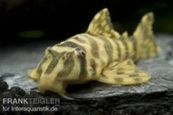 Imperial Tiger Pleco, Peckoltia Compta Imperial Tiger, L134