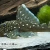 Blauer Phantomwels, Hemiancistrus Spec. L128, 3-4 Cm -Zoohandlung 80072 Blauer Phantomwels Hemiancistrus spec L128