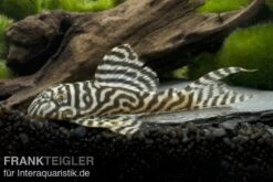 Königstiger-Harnischwels, Hypancistrus Spec. L333 Belo Monte -Zoohandlung 80074 Koenigstiger Harnischwels Hypancistrus spec L333 1