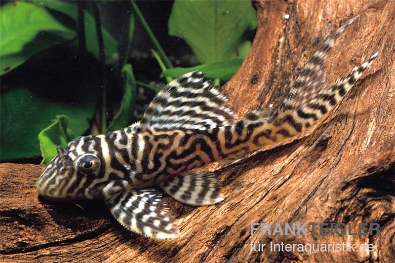 Königstiger-Harnischwels, Hypancistrus Spec. L 66, 8-10 Cm 4 Königstiger-Harnischwels, Hypancistrus Spec. L 66, 8-10 Cm – Bild 2