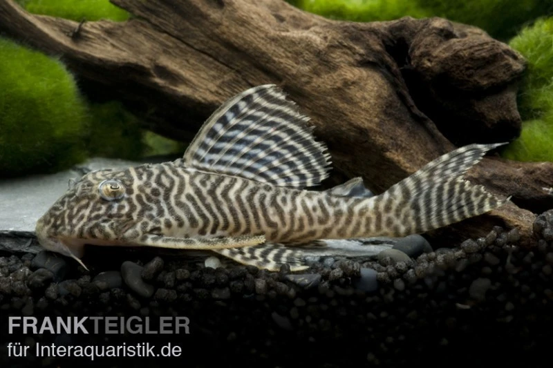 Königstiger-Harnischwels, Hypancistrus Spec. L 66, 8-10 Cm 3 Königstiger-Harnischwels, Hypancistrus Spec. L 66, 8-10 Cm