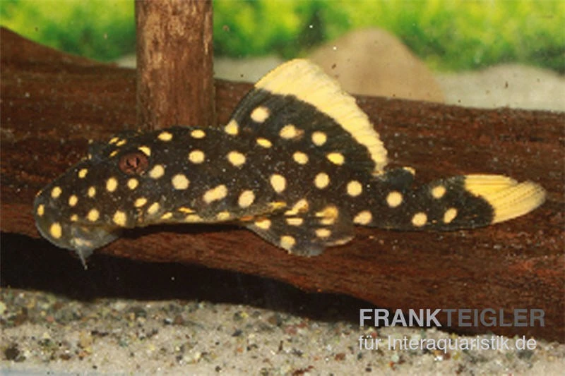 Orangesaum-Prachtharnischwels, Baryancistrus Xanthellus L18, 4-8 Cm 3 Orangesaum-Prachtharnischwels, Baryancistrus Xanthellus L18, 4-8 Cm