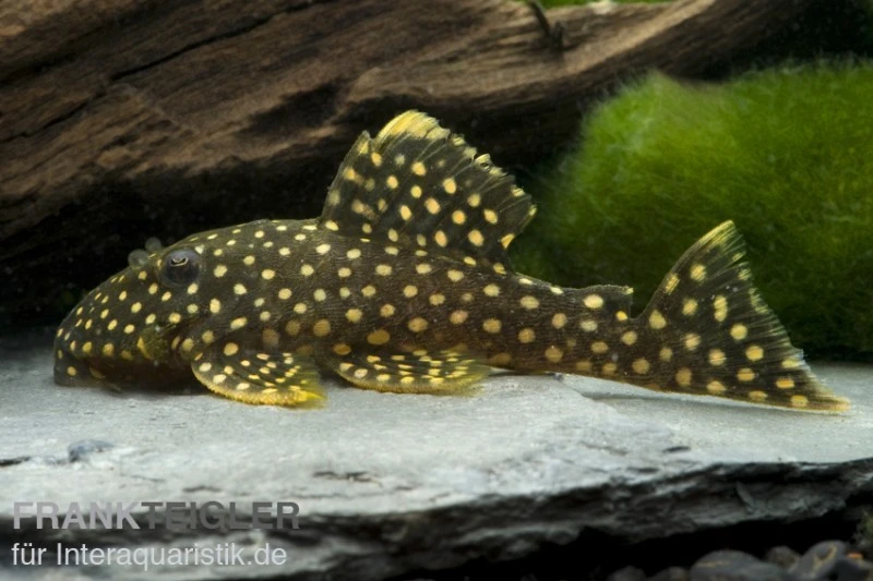 Orangesaum-Prachtharnischwels, Baryancistrus Xanthellus L18, 4-8 Cm 4 Orangesaum-Prachtharnischwels, Baryancistrus Xanthellus L18, 4-8 Cm – Bild 2