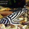 Zebra-Harnischwels, Hypancistrus Zebra L046 1 Zebra-Harnischwels, Hypancistrus Zebra L046 -Zoohandlung 80085 Zebra Harnischwels Hypancistrus zebra L046