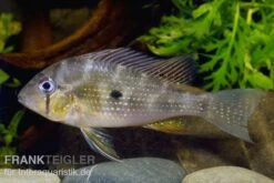 Heckels Buntbarsch, Acarichthys Heckelii 7 Heckels Buntbarsch, Acarichthys Heckelii -Zoohandlung 80102 Heckels Buntbarsch Acarichthys heckelii
