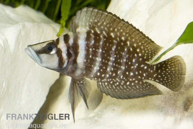 Perlhuhnbarsch, Altolamprologus Calvus BLACK, DNZ 3 Perlhuhnbarsch, Altolamprologus Calvus BLACK, DNZ