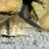 Kopfbinden-Panzerwels, Corydoras Melini 1 Kopfbinden-Panzerwels, Corydoras Melini -Zoohandlung 80131 Kopfbinden Panzerwels Corydoras melini