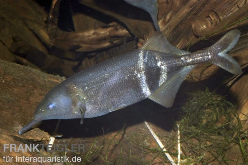 Elefantenrüsselfisch, Gnathonemus Petersii NZ 3 Elefantenrüsselfisch, Gnathonemus Petersii NZ