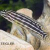 Vierstreifen-Schlankcichlide, Julidochromis Regani KIPILI, DNZ -Zoohandlung 80143 Vierstreifen Schlankcichlide Julidochromis regani
