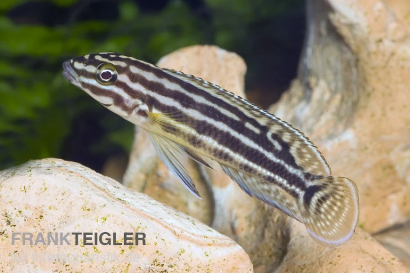 Vierstreifen-Schlankcichlide, Julidochromis Regani KIPILI, DNZ 3 Vierstreifen-Schlankcichlide, Julidochromis Regani KIPILI, DNZ
