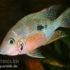 Elliots Buntbarsch, Thorichthys Ellioti, DNZ 1 Elliots Buntbarsch, Thorichthys Ellioti, DNZ -Zoohandlung 80159 Elliots Buntbarsch Thorichthys ellioti