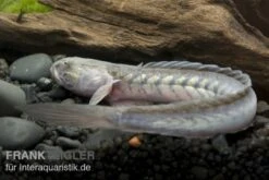 Lila Aalgrundel, Gobioides Broussonnetii 5 Lila Aalgrundel, Gobioides Broussonnetii -Zoohandlung 80170 Lila Aalgrundel Gobioides broussonnetii 1