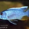 Azurcichlide, Sciaenochromis Ahli "Eisberg", DNZ -Zoohandlung 80194 Azurcichlide Sciaenochromis ahli