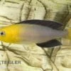 Blauer Heringscichlide, Cyprichromis Leptosoma "Tricolor", DNZ -Zoohandlung 80200 Blauer Heringscichlide Cyprichromis leptosoma