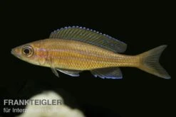Neon-Kärpflingscichlide, Paracyprichromis Nigripinnis "Blue Neon", DNZ -Zoohandlung 80207 Neon Kaerpflingscichlide Paracyprichromis nigripi