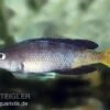 Blauer Heringscichlide, Cyprichromis Leptosoma "Mpulungu", DNZ