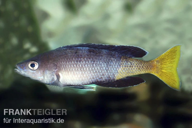 Blauer Heringscichlide, Cyprichromis Leptosoma "Mpulungu", DNZ 3 Blauer Heringscichlide, Cyprichromis Leptosoma "Mpulungu", DNZ