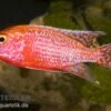 Aulonocara Spec. Firefish, DNZ -Zoohandlung 80259 Aulonocara spec Firefish