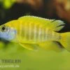 Aulonocara Nyassae "Yellow" -Zoohandlung 80261 Aulonocara nyassae Yellow Nachzucht 7 9 cm