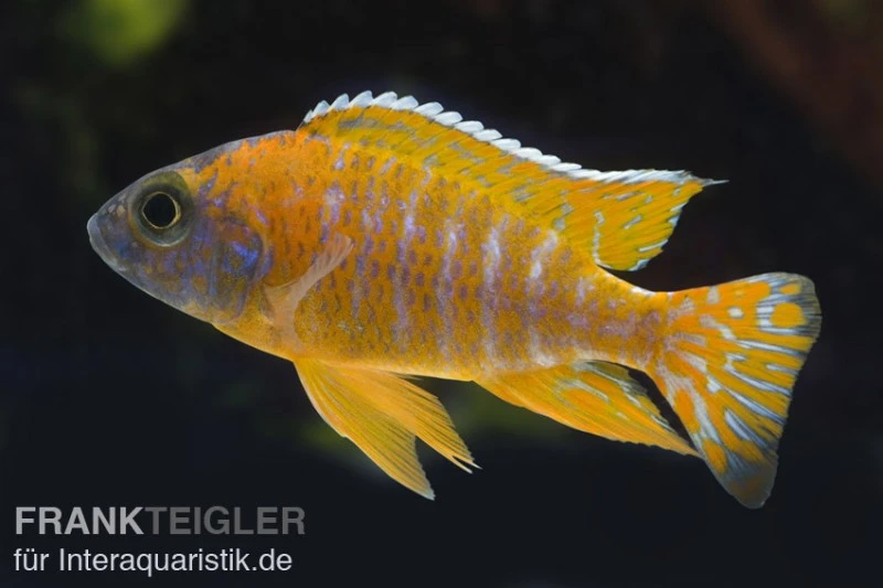 Aulonocara Spec. Red Rubin, DNZ 4 Aulonocara Spec. Red Rubin, DNZ – Bild 2