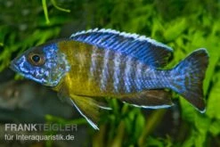 Aulonocara Stuartgranti "Maulana", DNZ