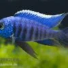 Azur-Cichlide, Copadichromis Azureus Likoma, DNZ -Zoohandlung 80278 Azur Cichlide Copadichromis azureus Nachzucht 3 5
