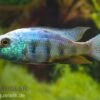 Sandtaucher, Fossorochromis Rostratum, DNZ 1 Sandtaucher, Fossorochromis Rostratum, DNZ -Zoohandlung 80284 Sandtaucher Fossorochromis rostratum Nachzucht 7 9