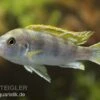 Perlmutt-Labidochromis, Labidochromis Spec. Perlmutt, DNZ -Zoohandlung 80290 Perlmutt Labidochromis Labidochromis Perlmutt