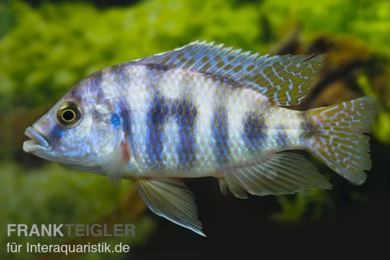 Milomo-Buntbarsch, Placidochromis Milomo, DNZ 3 Milomo-Buntbarsch, Placidochromis Milomo, DNZ