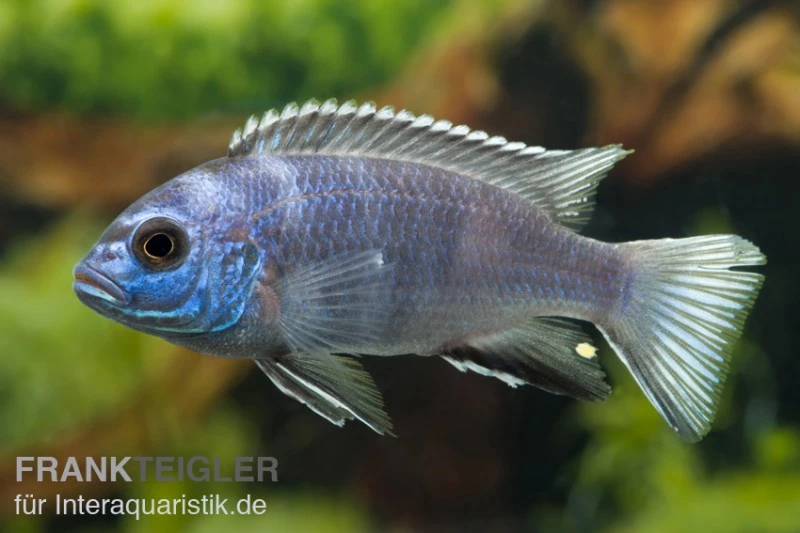Gelbschwanz-Maulbrüter, Pseudotropheus Spec. Acei Luwala, DNZ 3 Gelbschwanz-Maulbrüter, Pseudotropheus Spec. Acei Luwala, DNZ