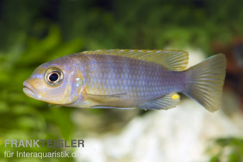 Aurora-Felsenbuntbarsch, Pseudotropheus Aurora, DNZ 4 Aurora-Felsenbuntbarsch, Pseudotropheus Aurora, DNZ – Bild 2