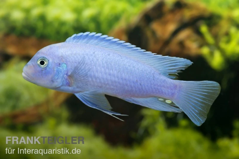 Kobaltblauer Zebrabuntbarsch, Pseudotropheus Zebra "Cobalt Blue" 3 Kobaltblauer Zebrabuntbarsch, Pseudotropheus Zebra "Cobalt Blue"