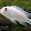 Weißer Zebrabuntbarsch, Metriaclima Zebra "Snow White" -Zoohandlung 80308 Weisser Zebrabuntbarsch Metriaclima zebra Snow Whi