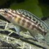 Schachbrett-Schlankcichlide, Julidochromis Marlieri, DNZ -Zoohandlung 80311 Schachbrett Schlankcichlide Julidochromis marlieri