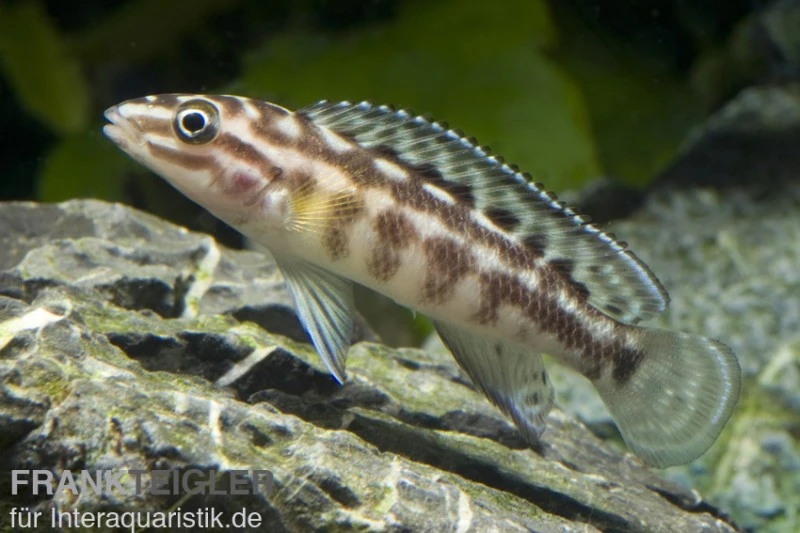 Schachbrett-Schlankcichlide, Julidochromis Marlieri, DNZ 3 Schachbrett-Schlankcichlide, Julidochromis Marlieri, DNZ