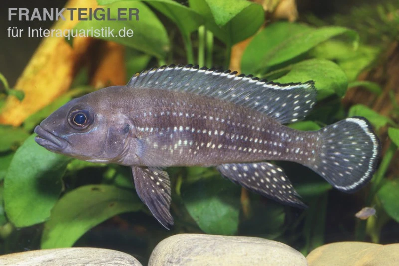 Perllinien-Tanganjikabuntbarsch, Neolamprologus Tetracanthus 3 Perllinien-Tanganjikabuntbarsch, Neolamprologus Tetracanthus